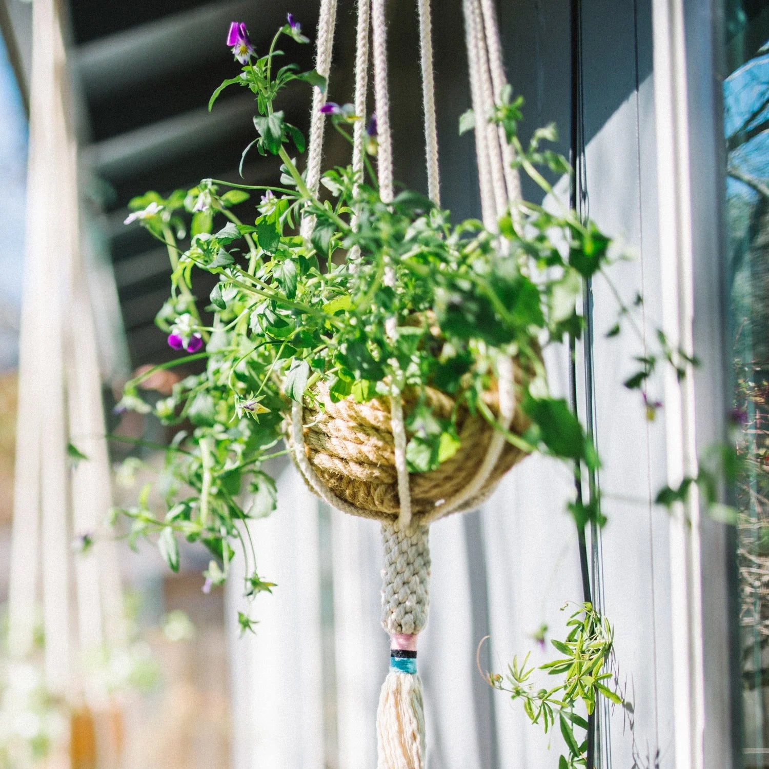Plant Hanger Blush
