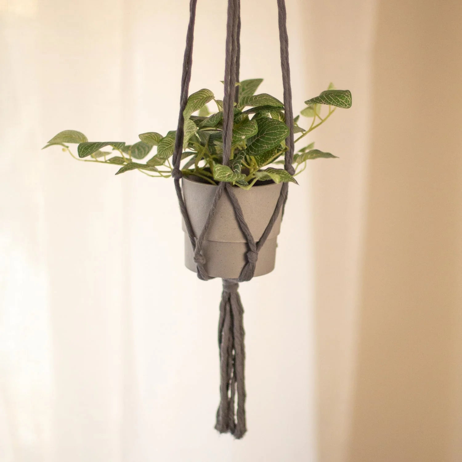 Plant Hanger - Eye
