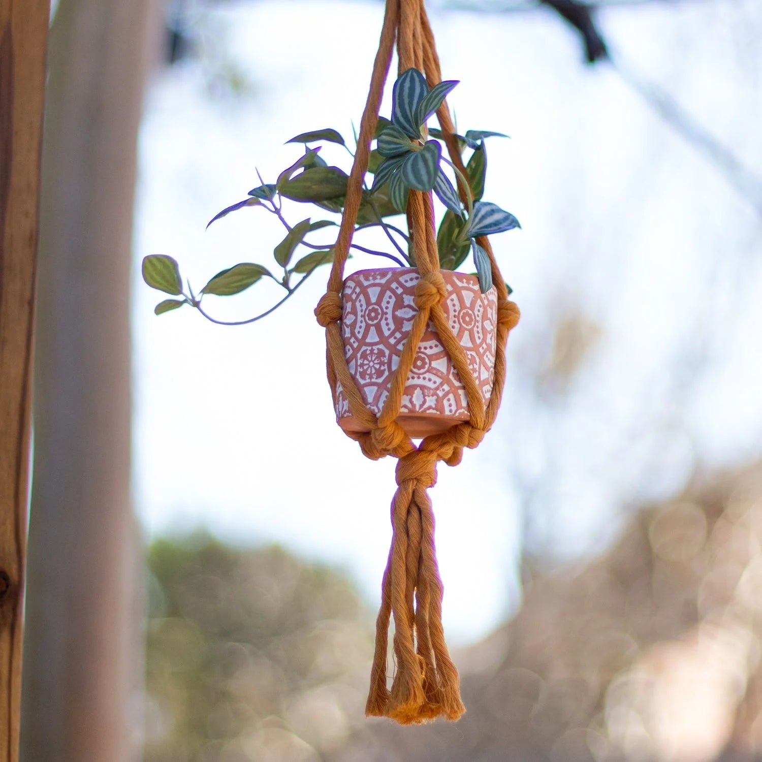 Plant Hanger - Color